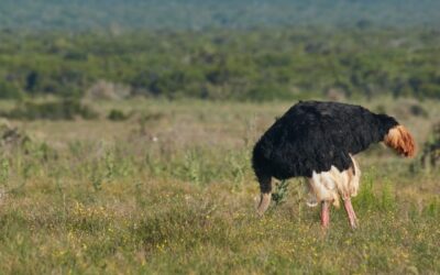 Making Tax Digital for income tax: don’t bury your head in the sand